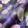 Prunus Spinosa – Image 4