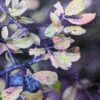 Prunus Spinosa – Image 2