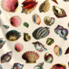 Coquillages Chromos – Image 2