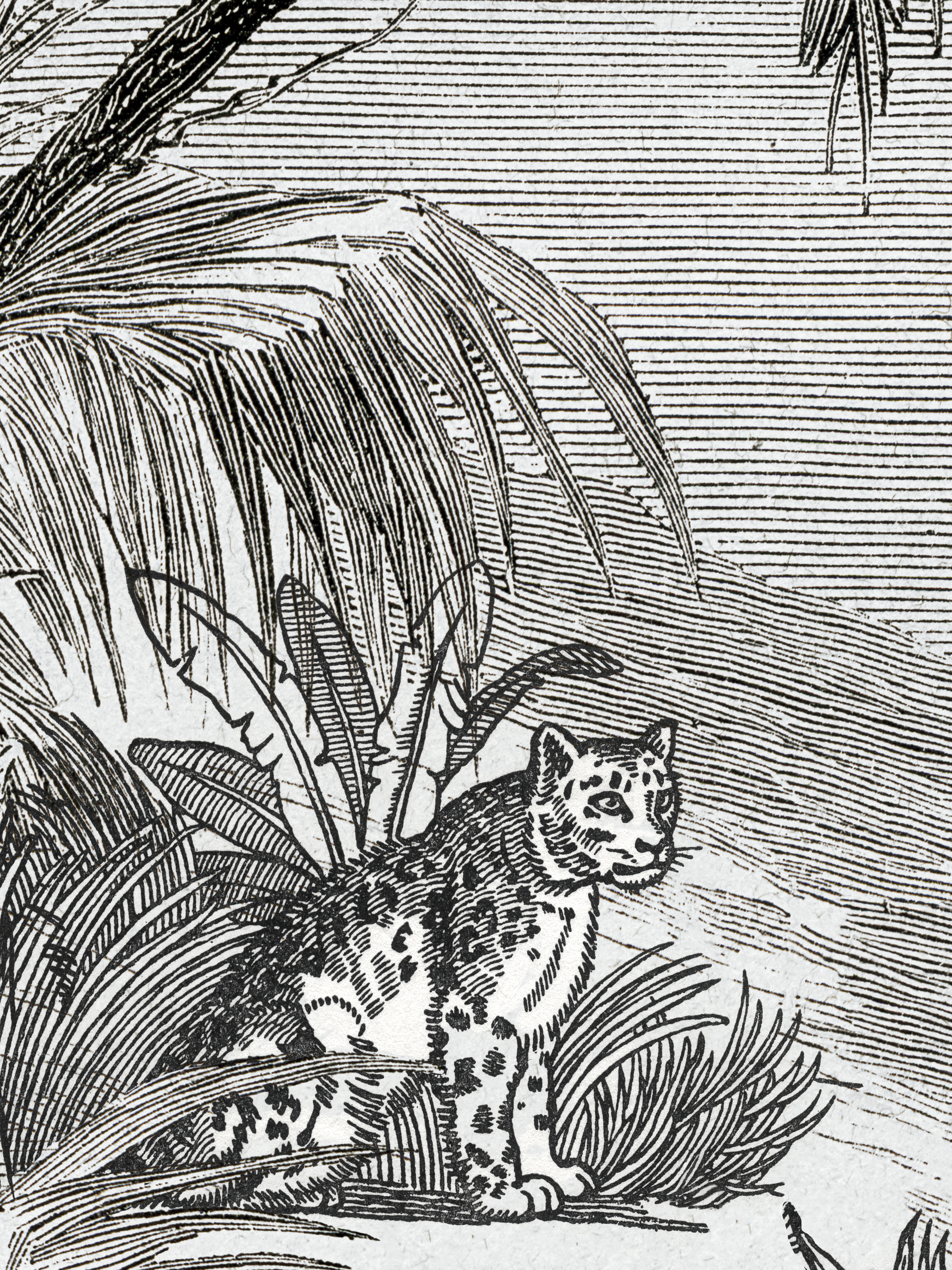 Gravure Palmier Léopard